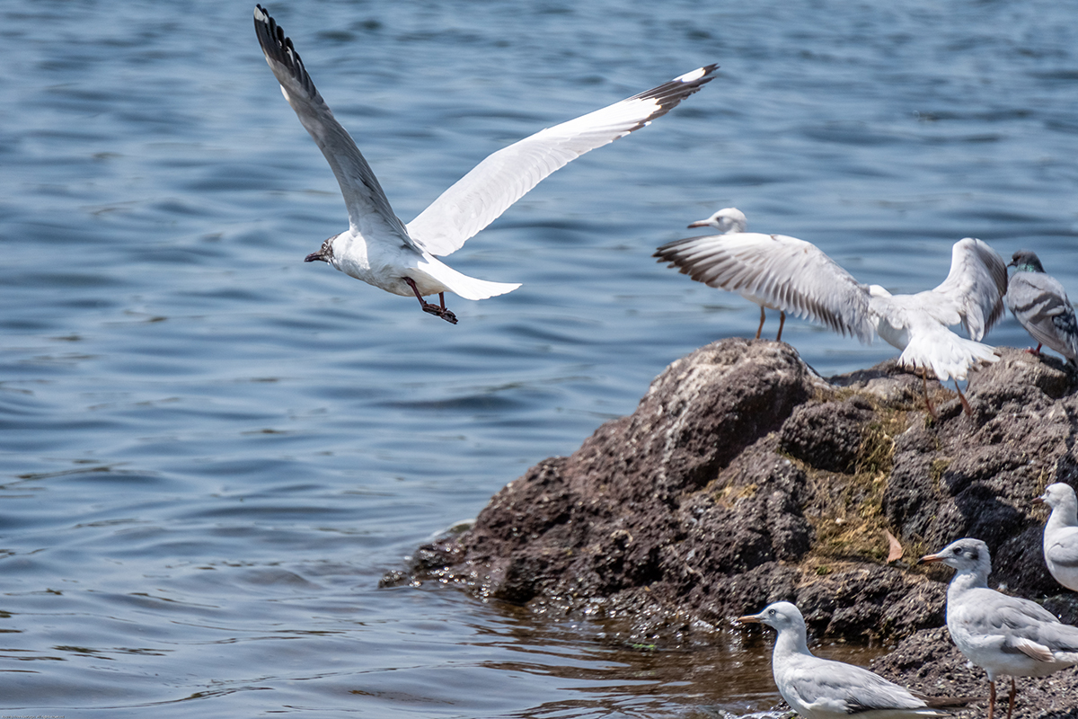 Seagulls flock stock images